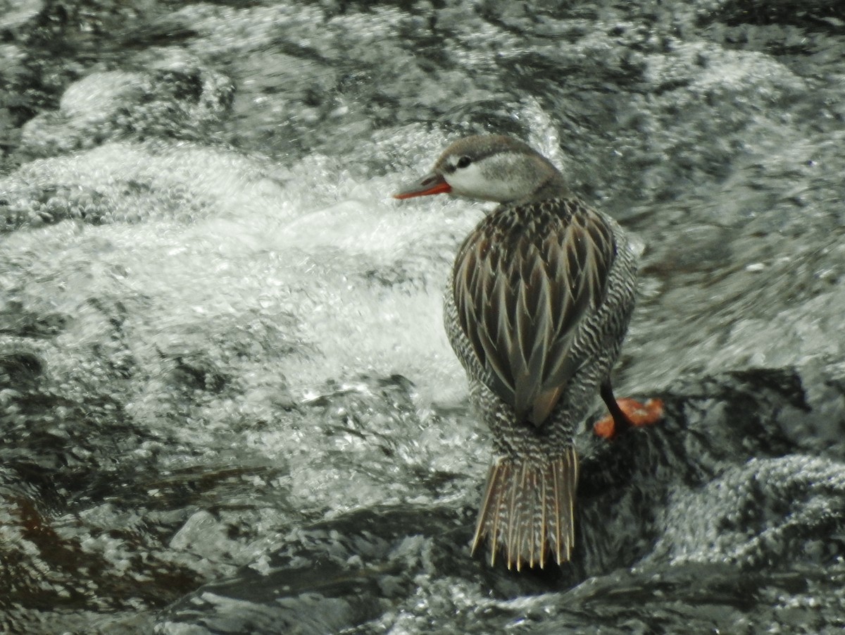 Torrent Duck - ML611278788