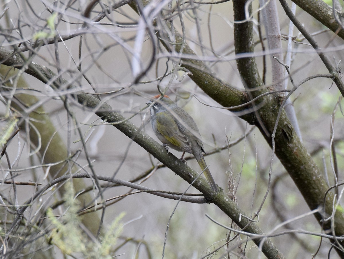 Green-tailed Towhee - ML611278793