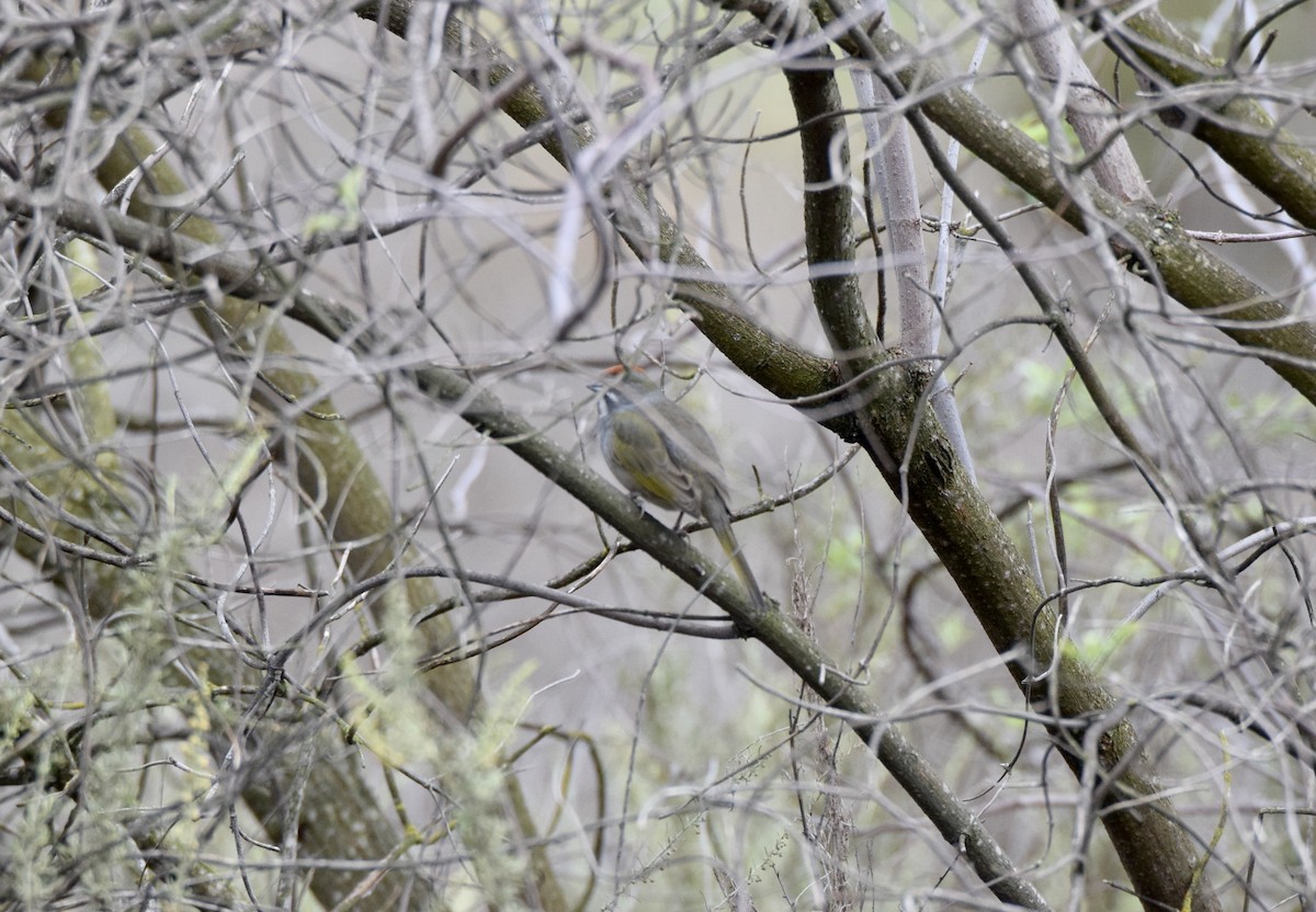 Green-tailed Towhee - ML611278794