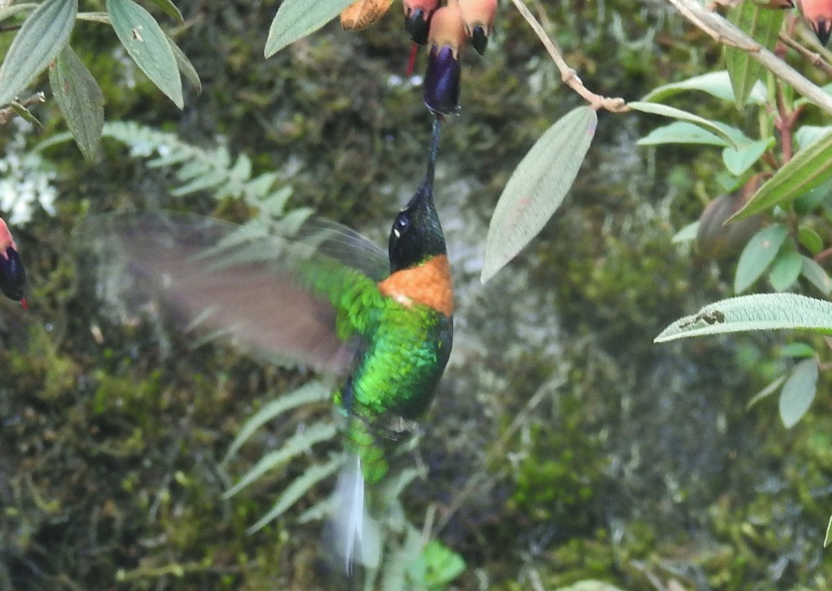 Inca Acollarado (inca/omissa) - ML611278796