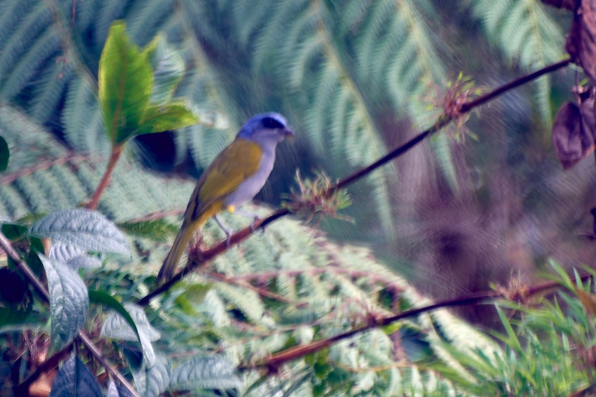 Blue-capped Tanager - ML611278815