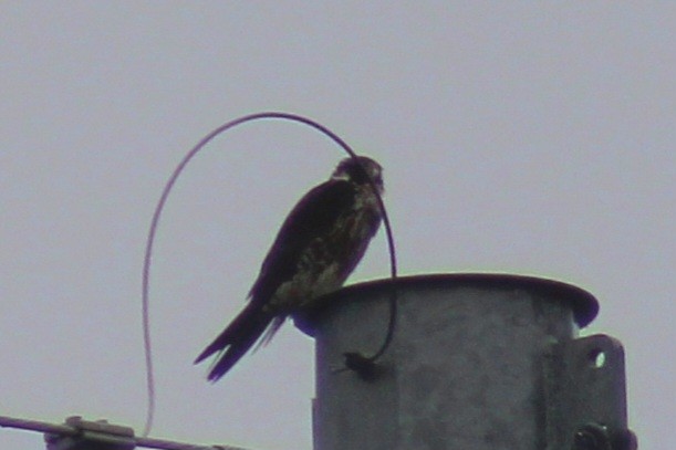 Peregrine Falcon (North American) - ML611278846
