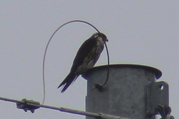 Peregrine Falcon (North American) - ML611278901