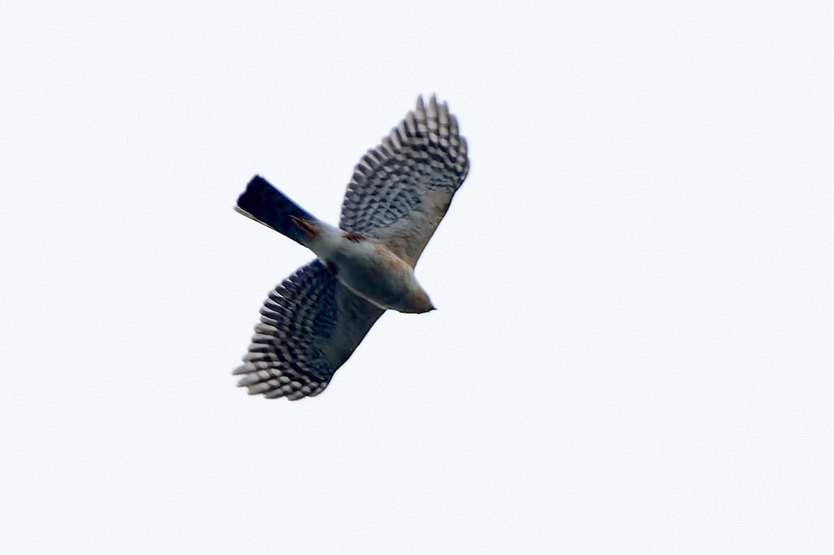 Sharp-shinned Hawk - ML611278914