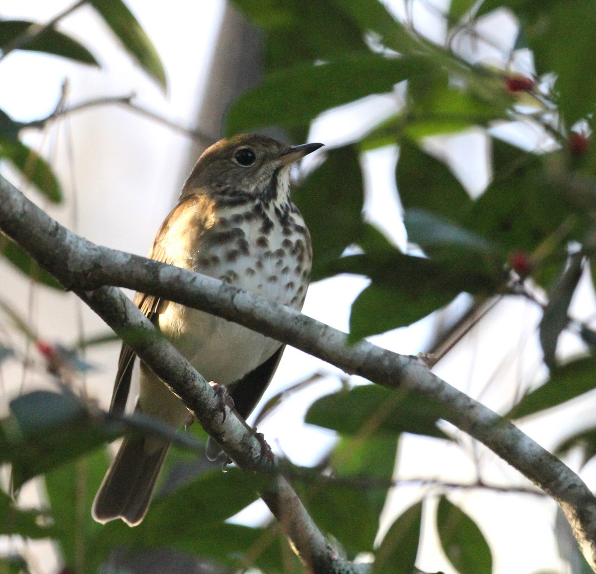 Hermit Thrush - ML611278931