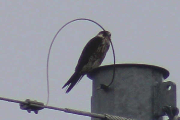 Peregrine Falcon (North American) - ML611278950