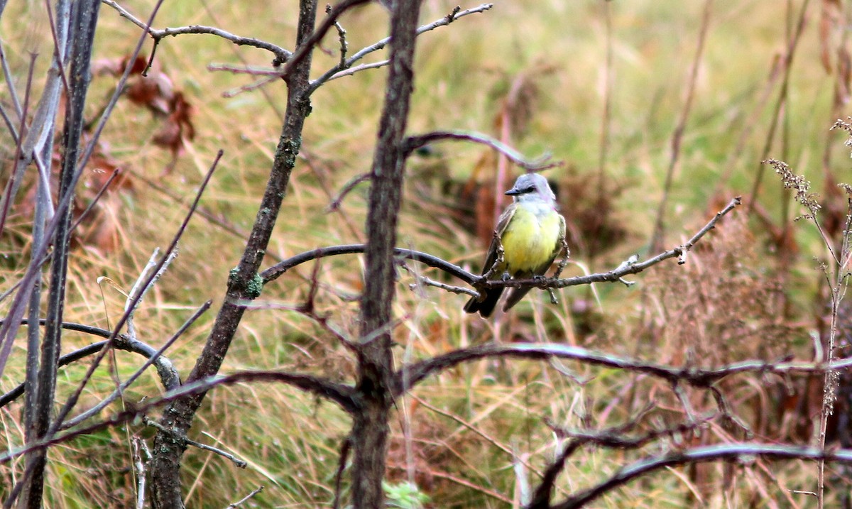 Western Kingbird - Yves Gauthier (Mtl)