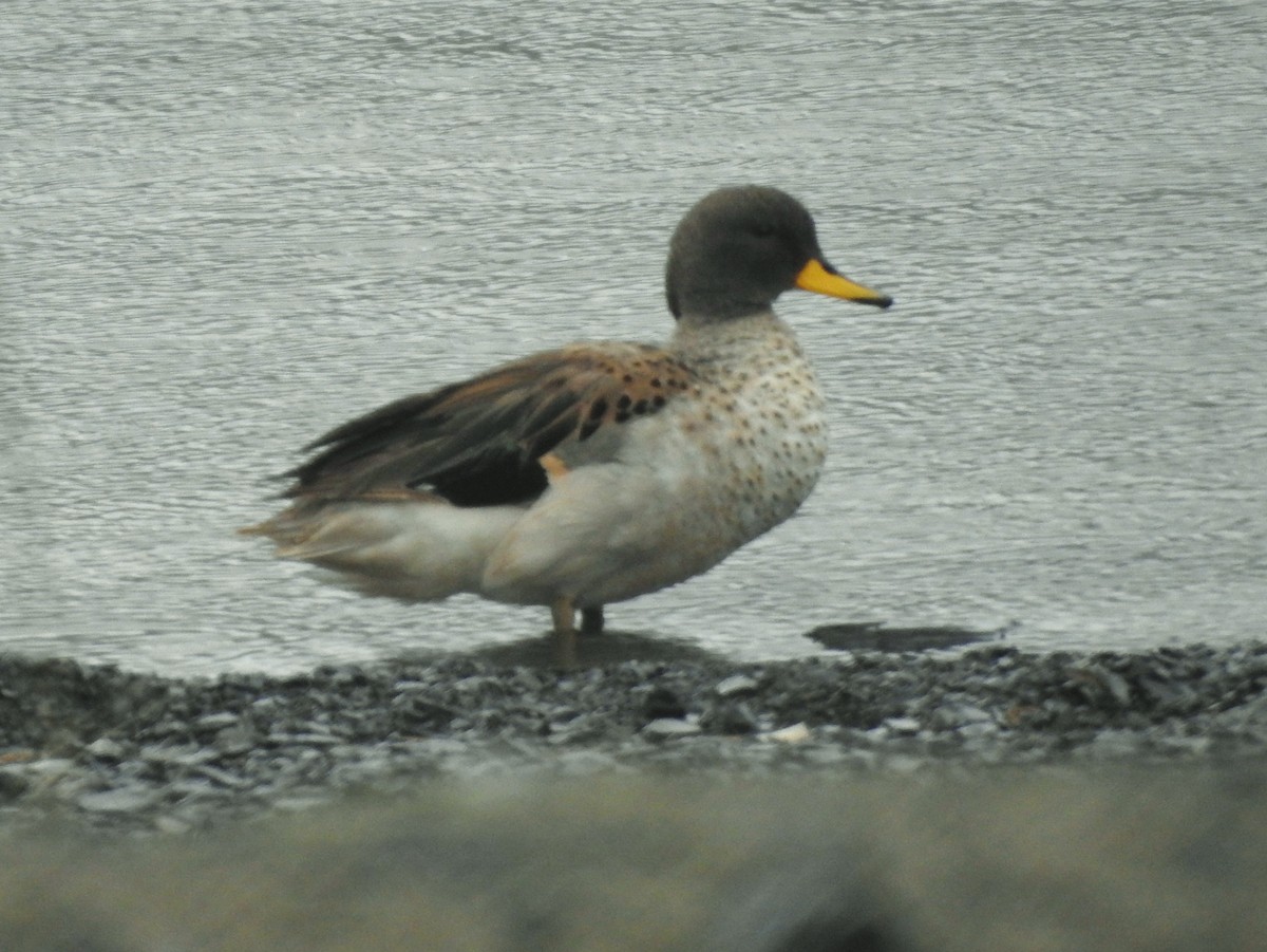 Yellow-billed Teal - Kent Miller