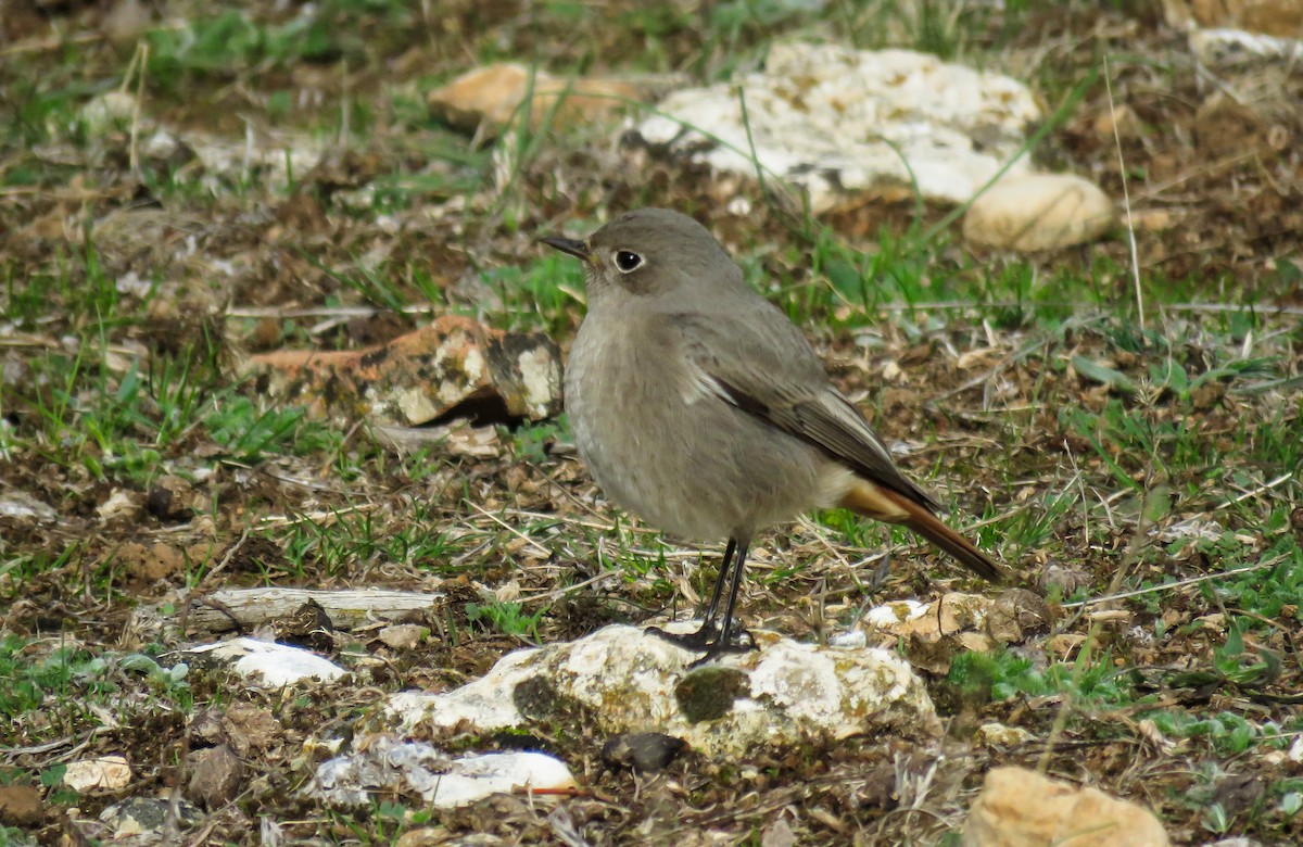 Black Redstart - ML611278999