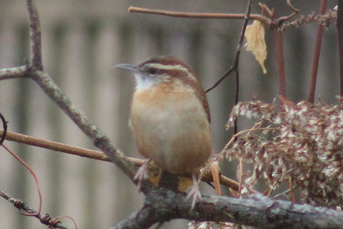 Carolina Wren - ML611279000