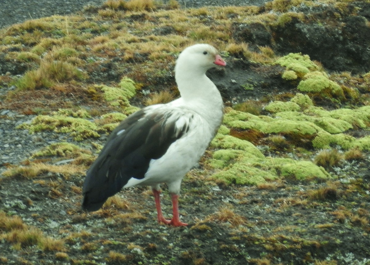 Andean Goose - Kent Miller