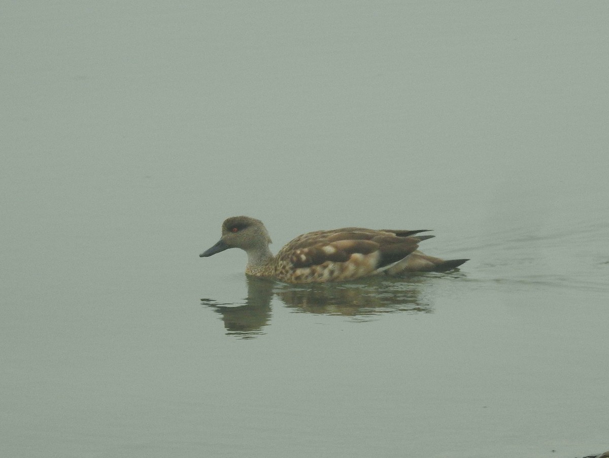 Crested Duck - Kent Miller