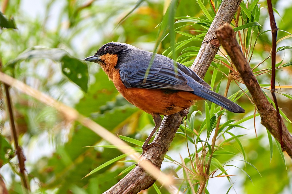 Chestnut-bellied Mountain Tanager - ML611279019