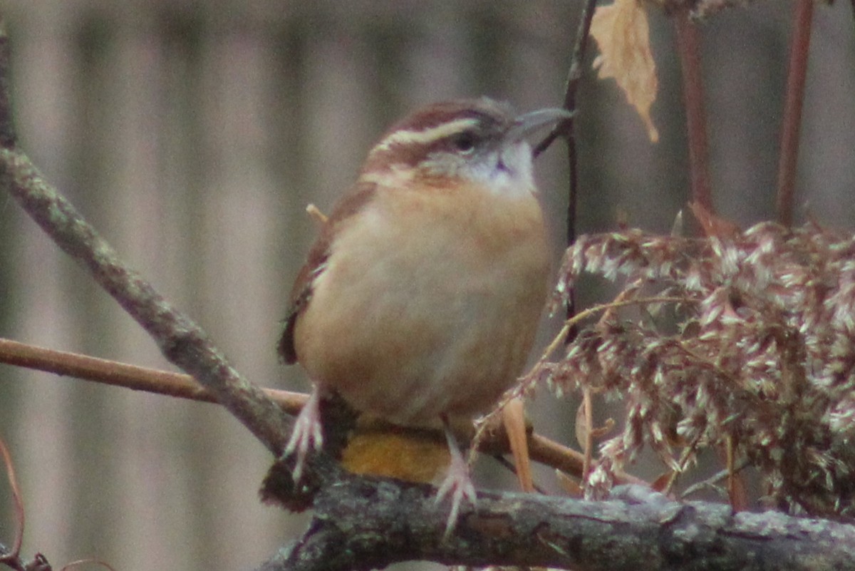 Carolina Wren - Samuel Harris