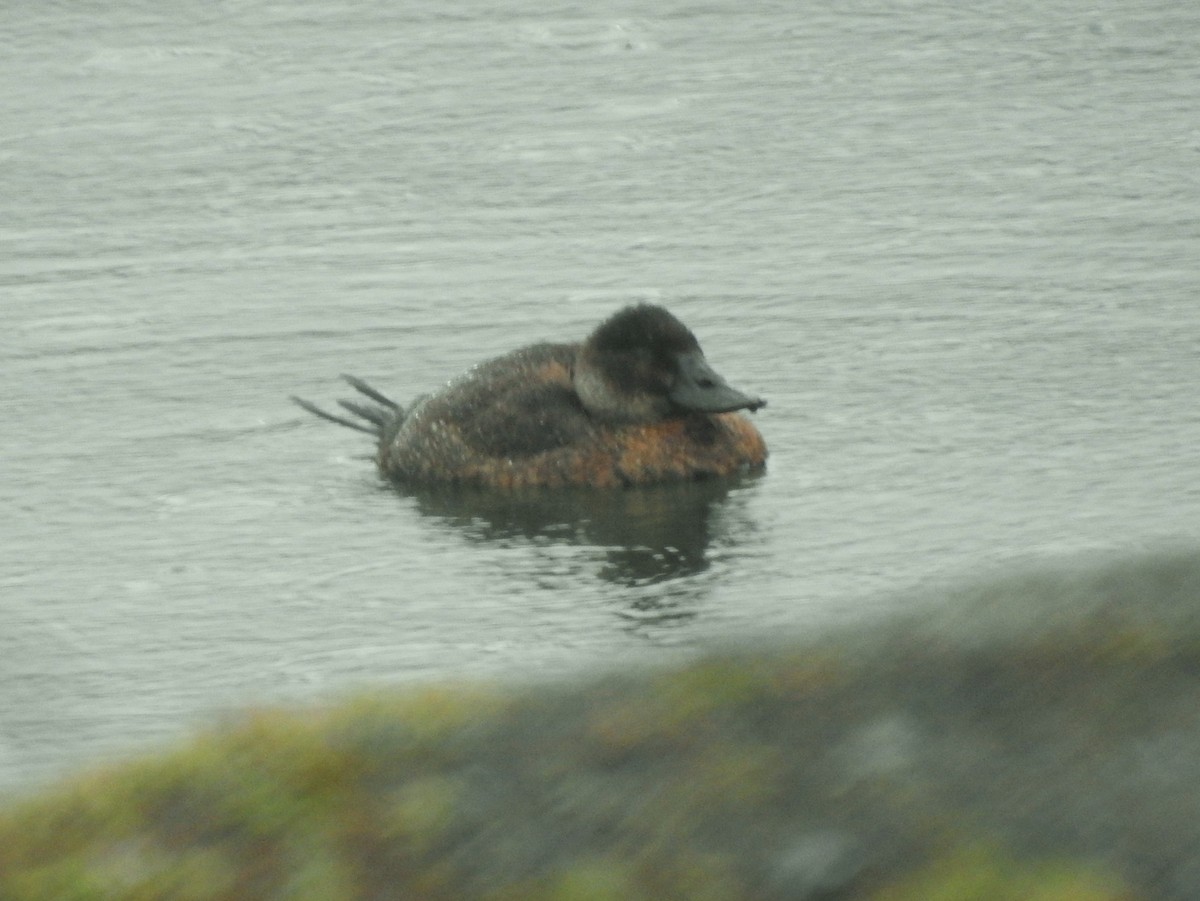 Andean Duck - ML611279026