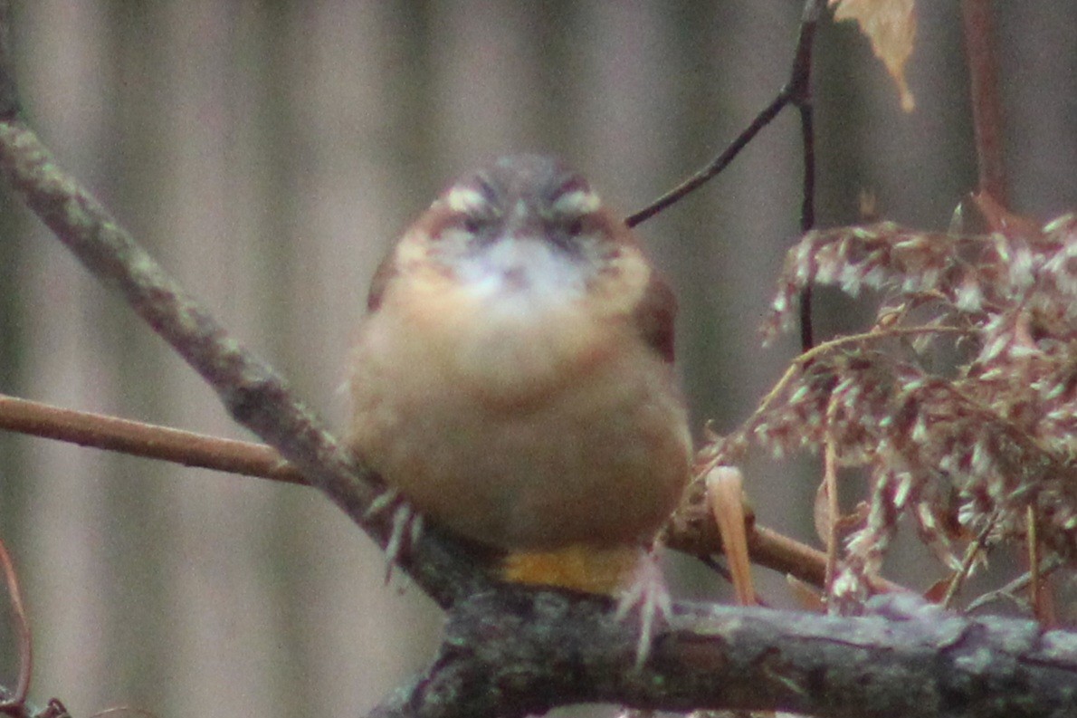 Carolina Wren - ML611279038