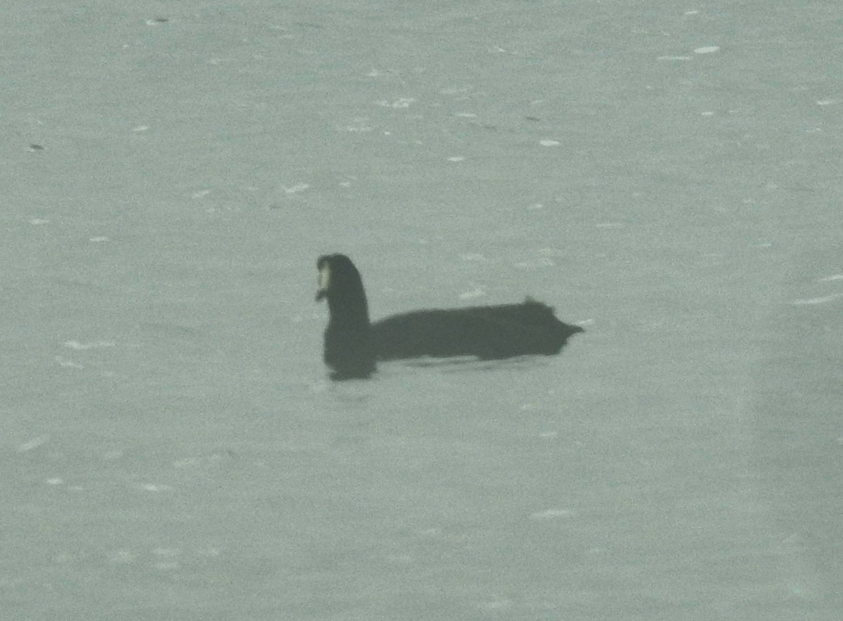 Giant Coot - ML611279039