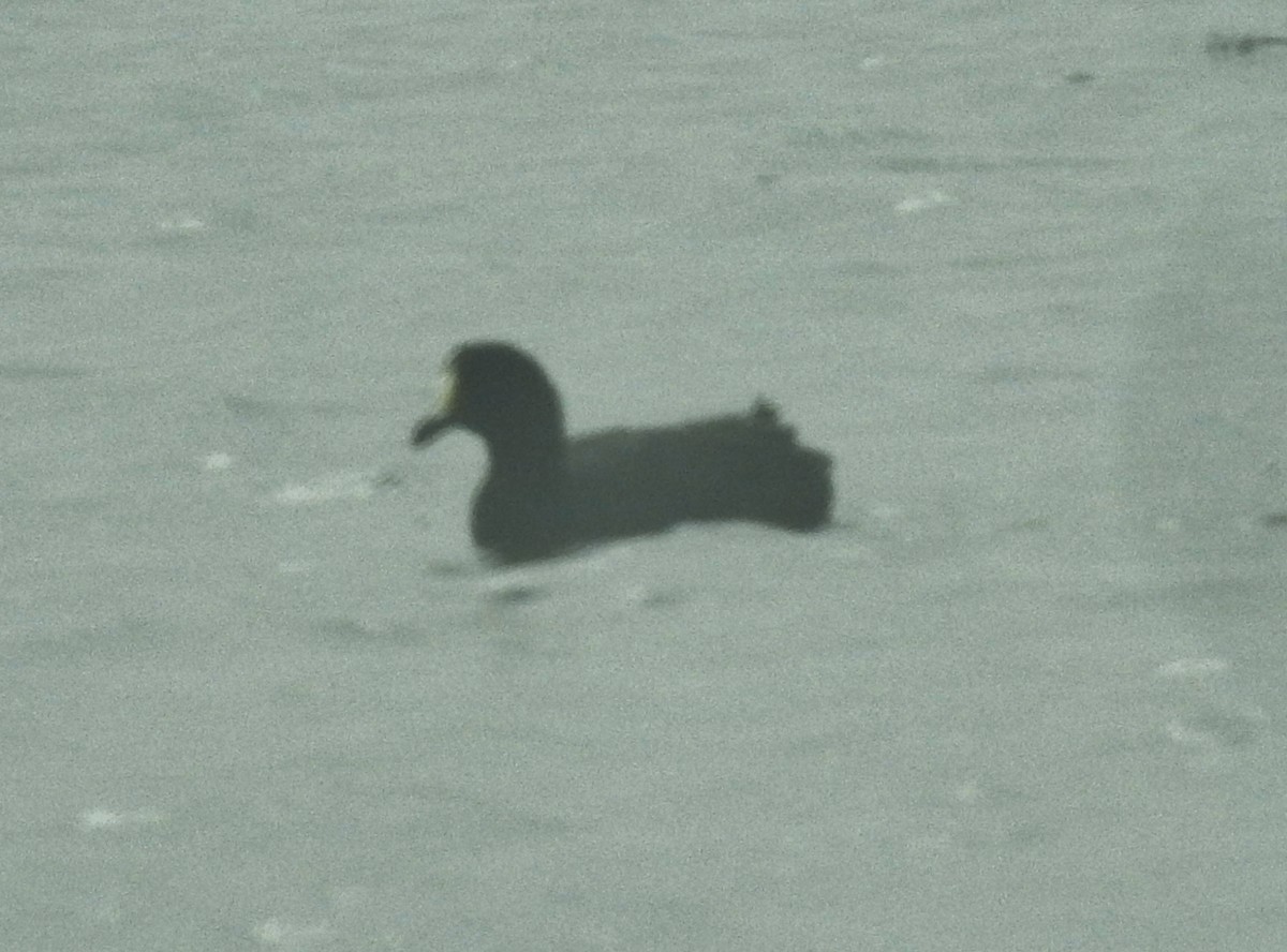 Giant Coot - ML611279040