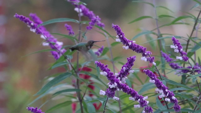 Colibri à gorge noire - ML611279055