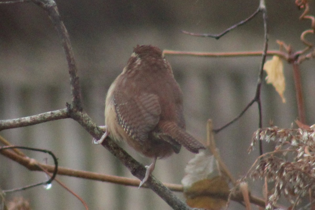 Carolina Wren - ML611279062