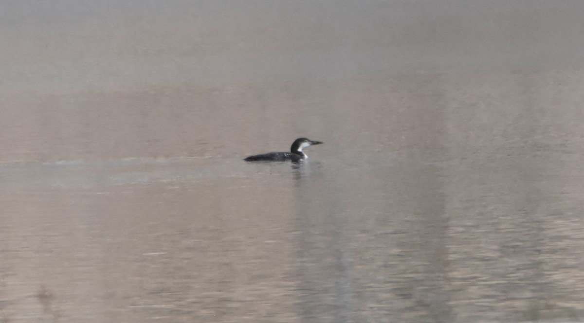 Common Loon - ML611279068