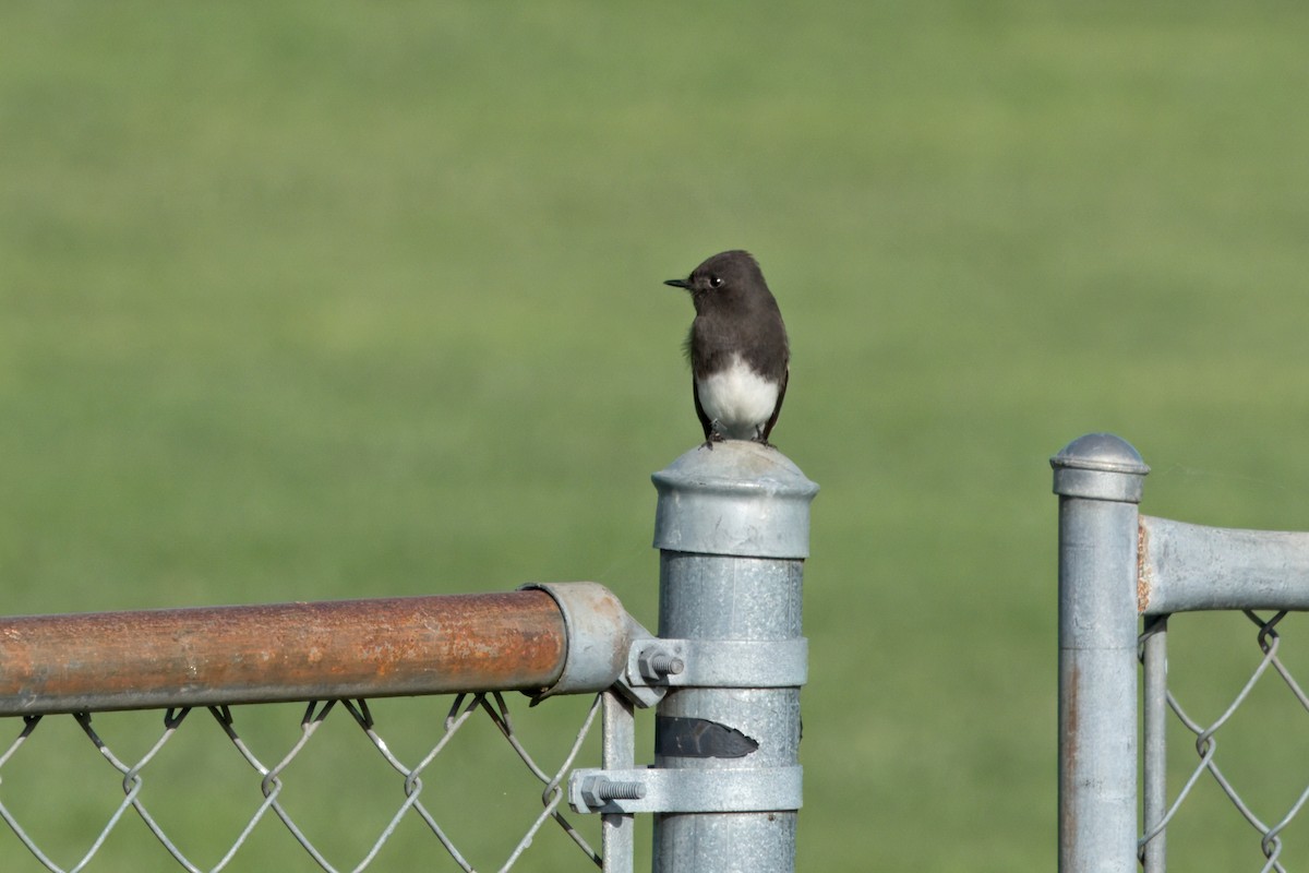 Black Phoebe - John Rakestraw