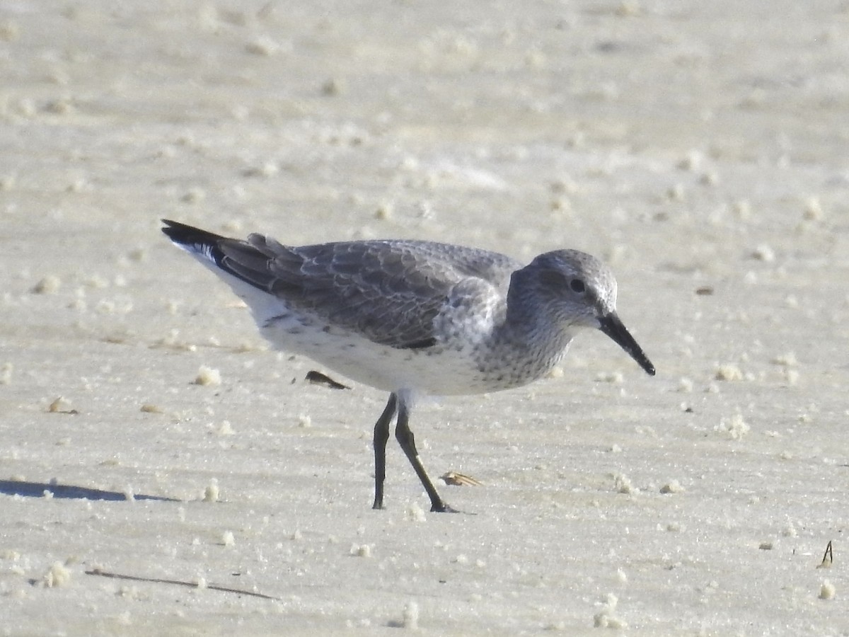 Red Knot - Aaron Stoll