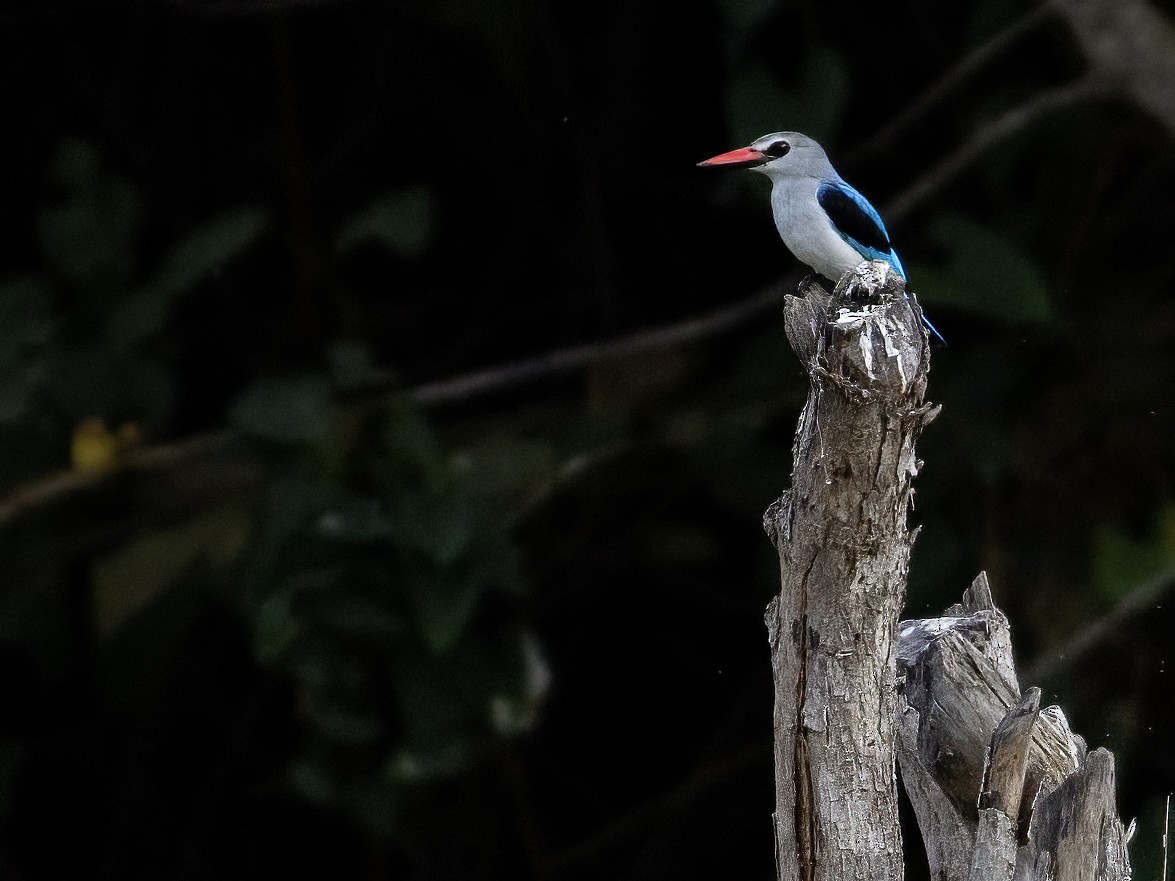 Woodland Kingfisher - ML611279219