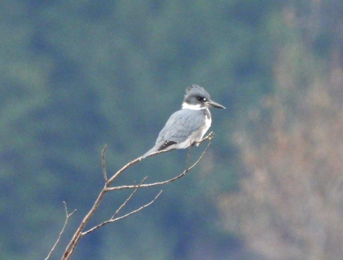 Belted Kingfisher - ML611279295