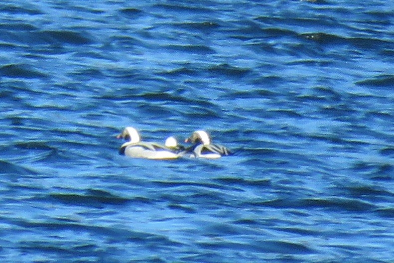 Long-tailed Duck - ML611279339