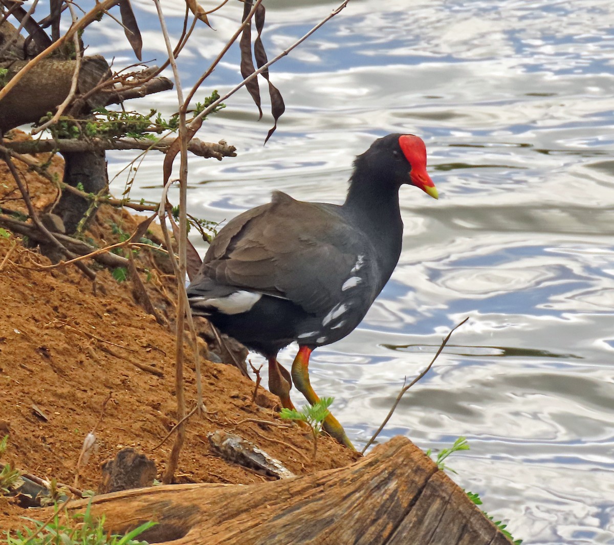 Common Gallinule (Hawaiian) - ML611279435