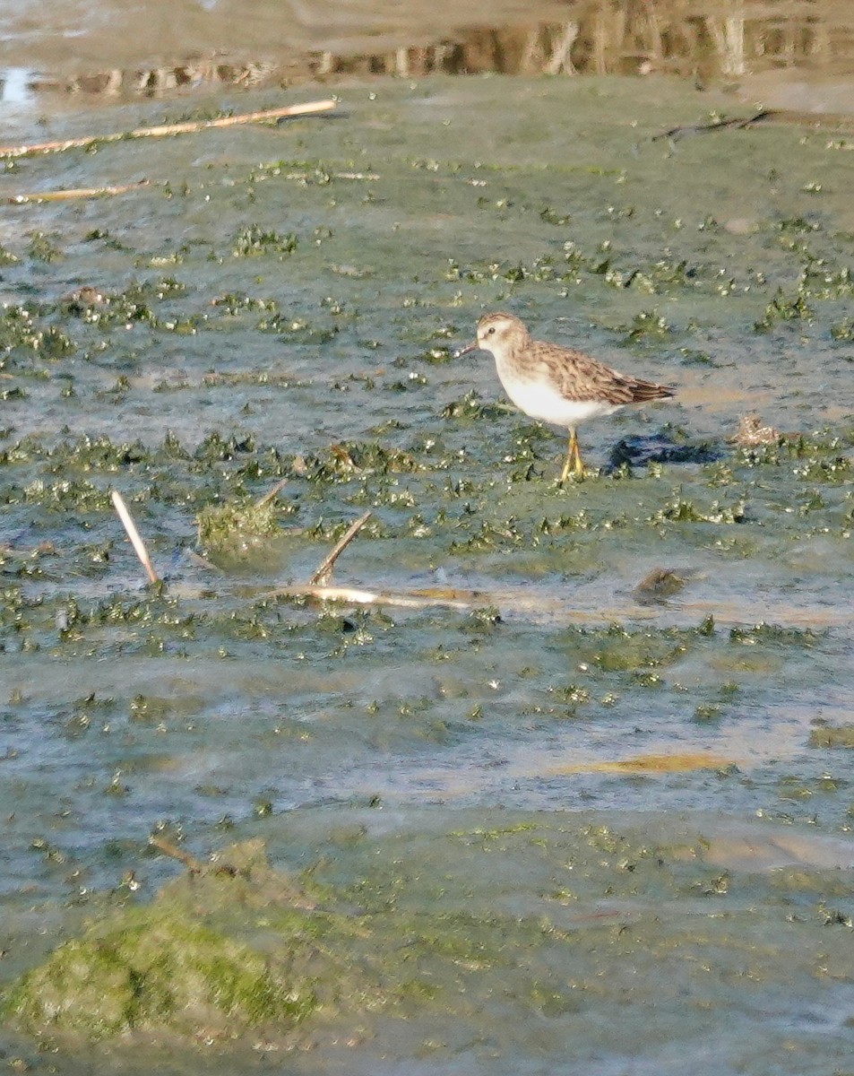 Least Sandpiper - ML611279483