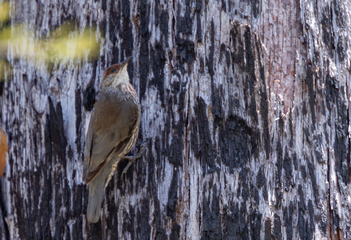 Red-browed Treecreeper - ML611279509