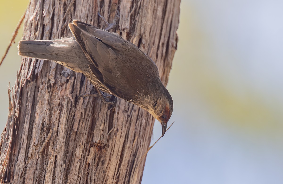 Red-browed Treecreeper - ML611279510