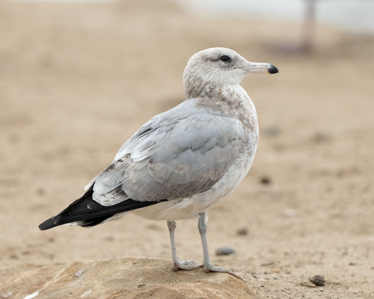 California Gull - ML611279513