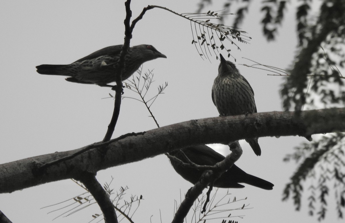 Asian Glossy Starling - ML611279616