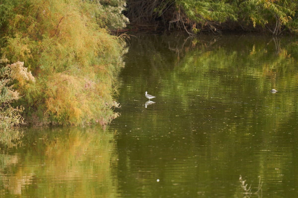 Greater Yellowlegs - ML611279669