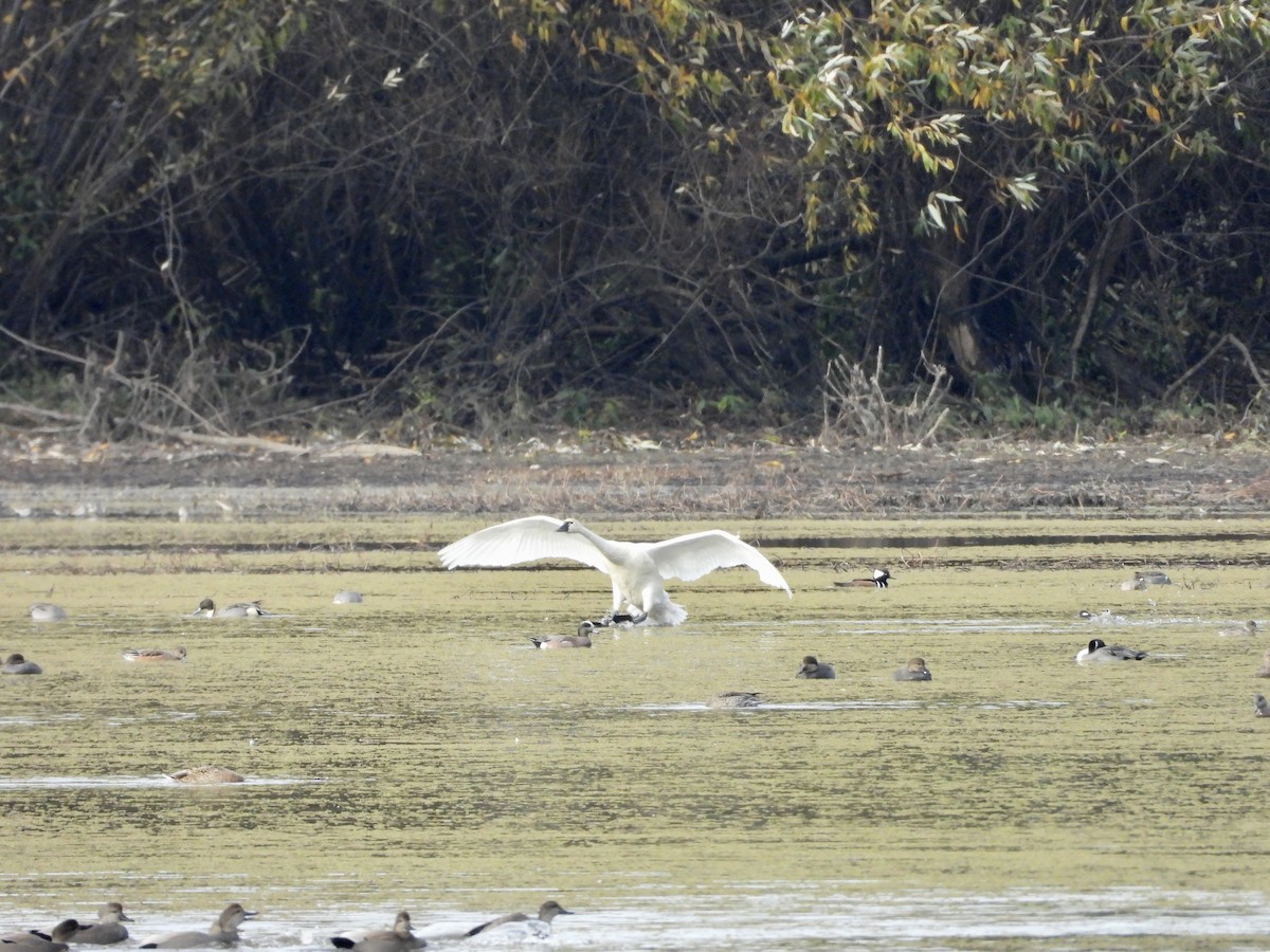 Tundra Swan - Allison Lake