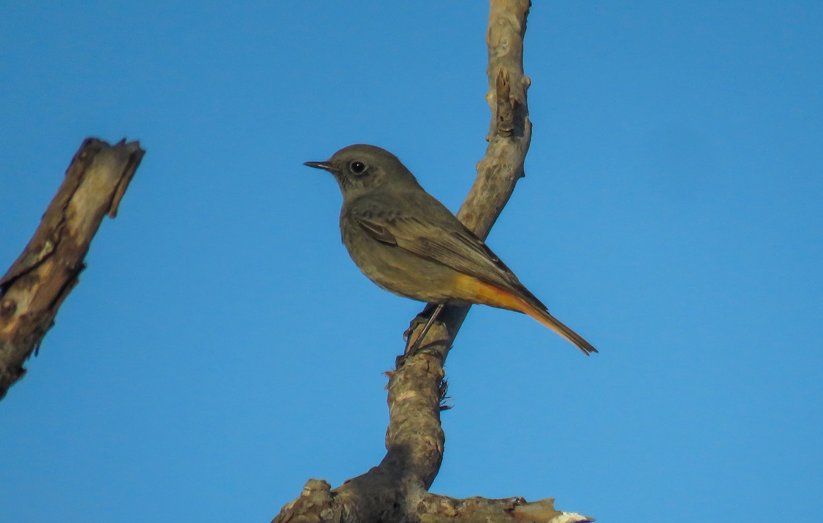 Black Redstart - ML611279696