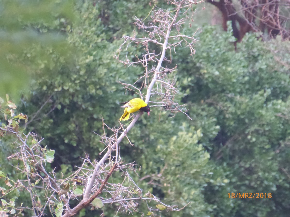 Ethiopian Black-headed Oriole - Gerd REINSHAUS