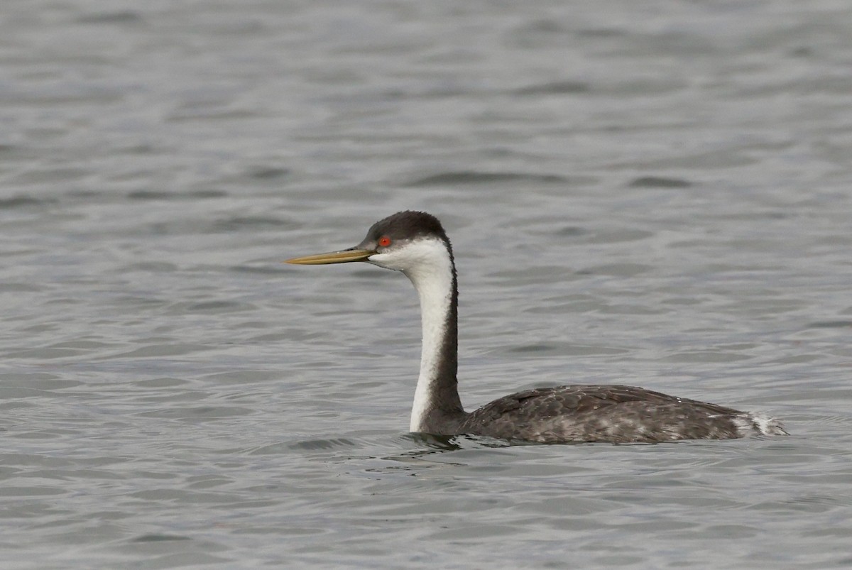 Western Grebe - ML611279833