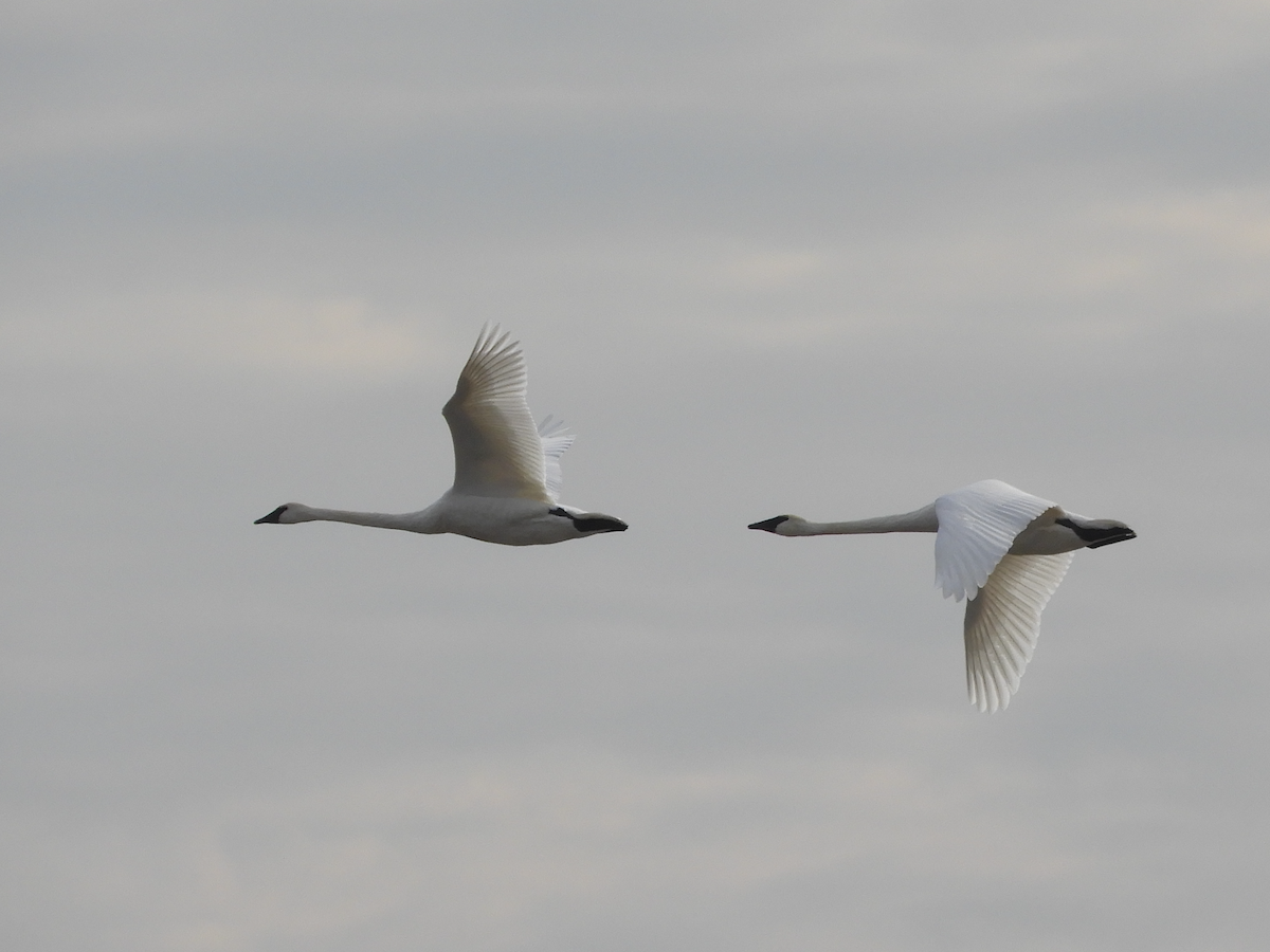 Cisne Trompetero - ML611279885