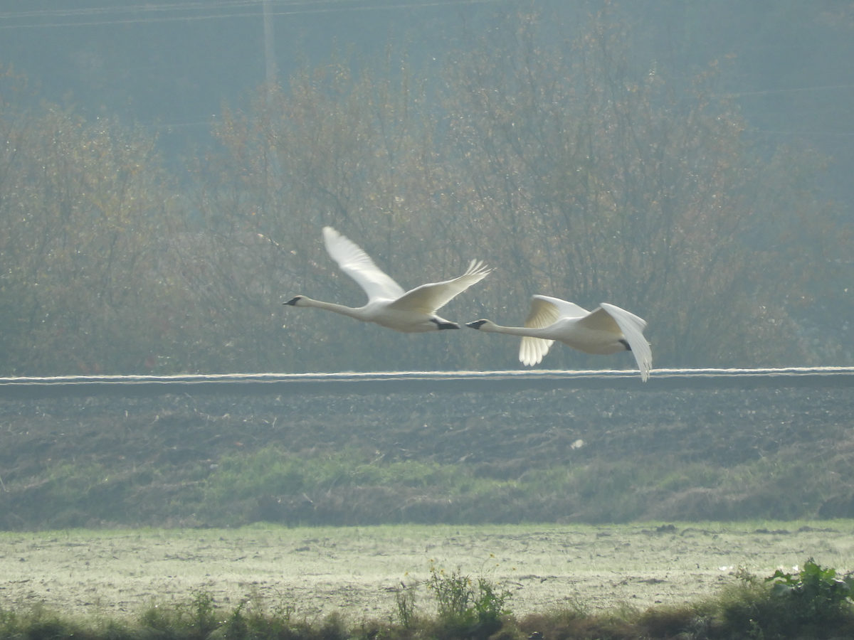 Trumpeter Swan - ML611279886