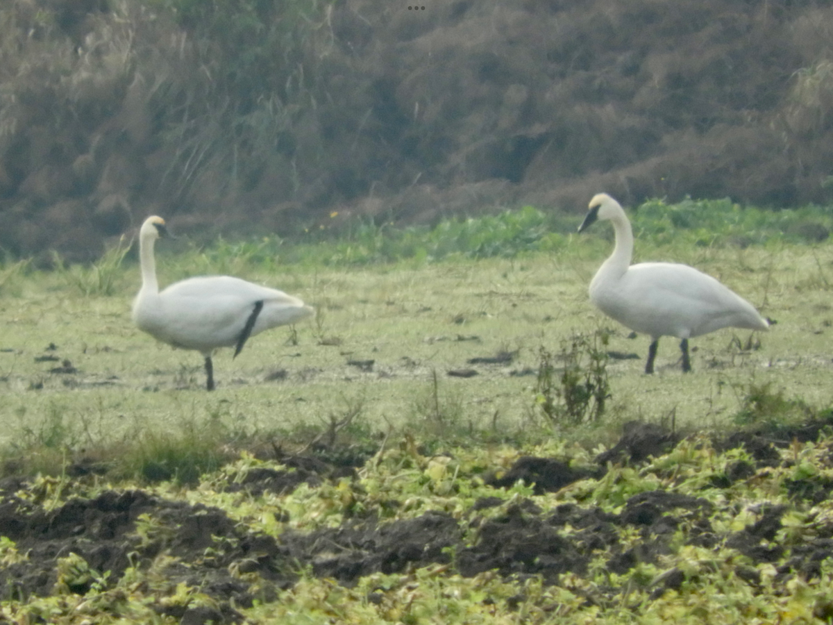 Trumpeter Swan - Cherie St.Ours