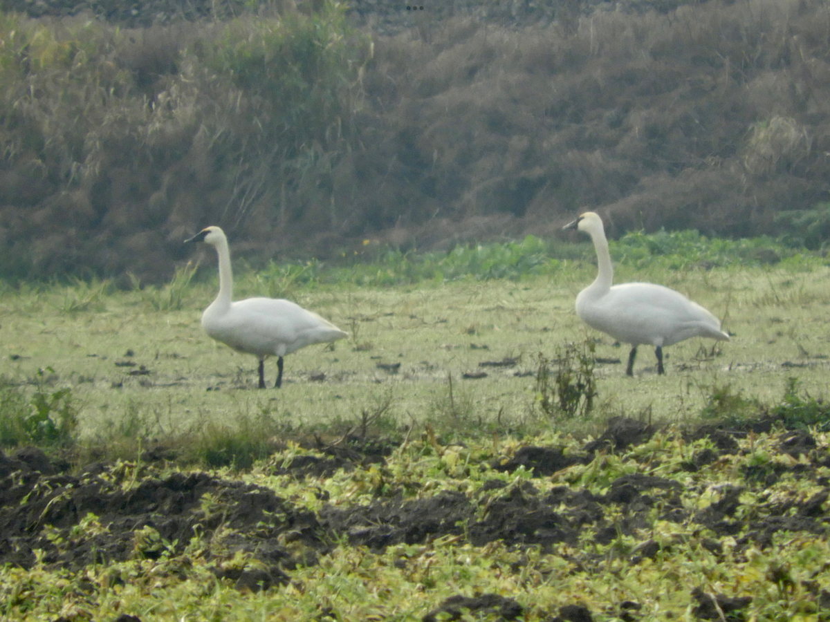 Trumpeter Swan - Cherie St.Ours