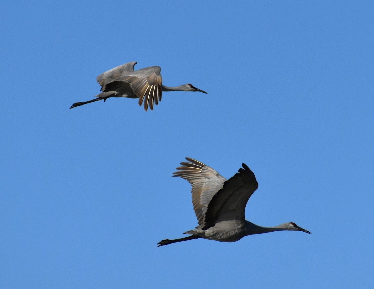 Sandhill Crane - ML611279960