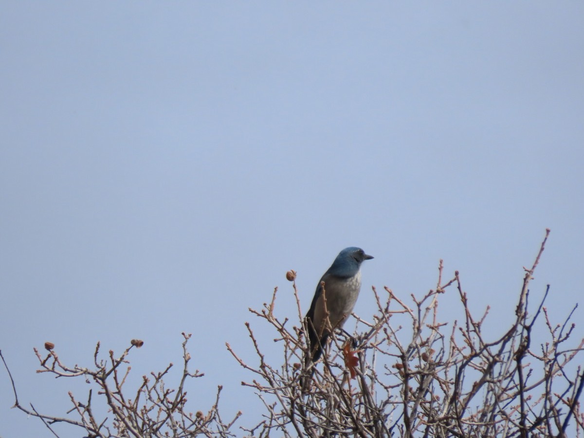 Woodhouse's Scrub-Jay - ML611279984