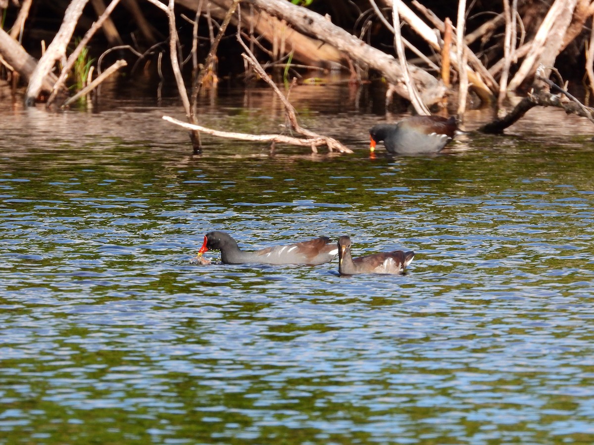 Gallinule d'Amérique (groupe galeata) - ML611280004