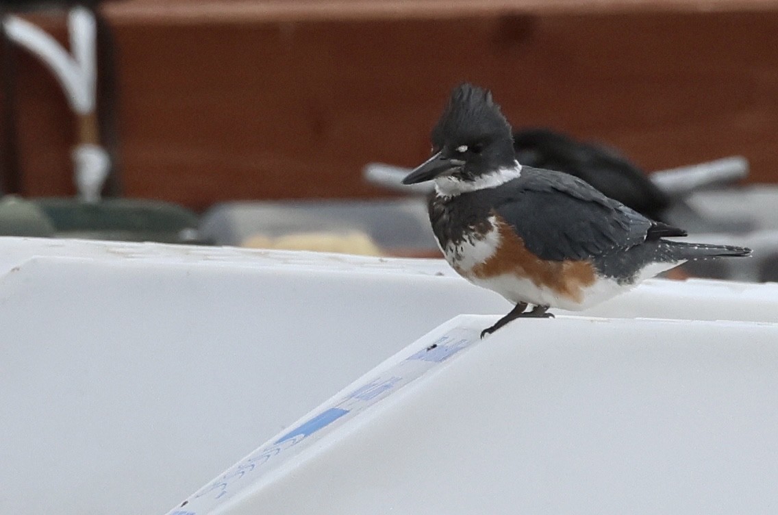 Belted Kingfisher - ML611280051
