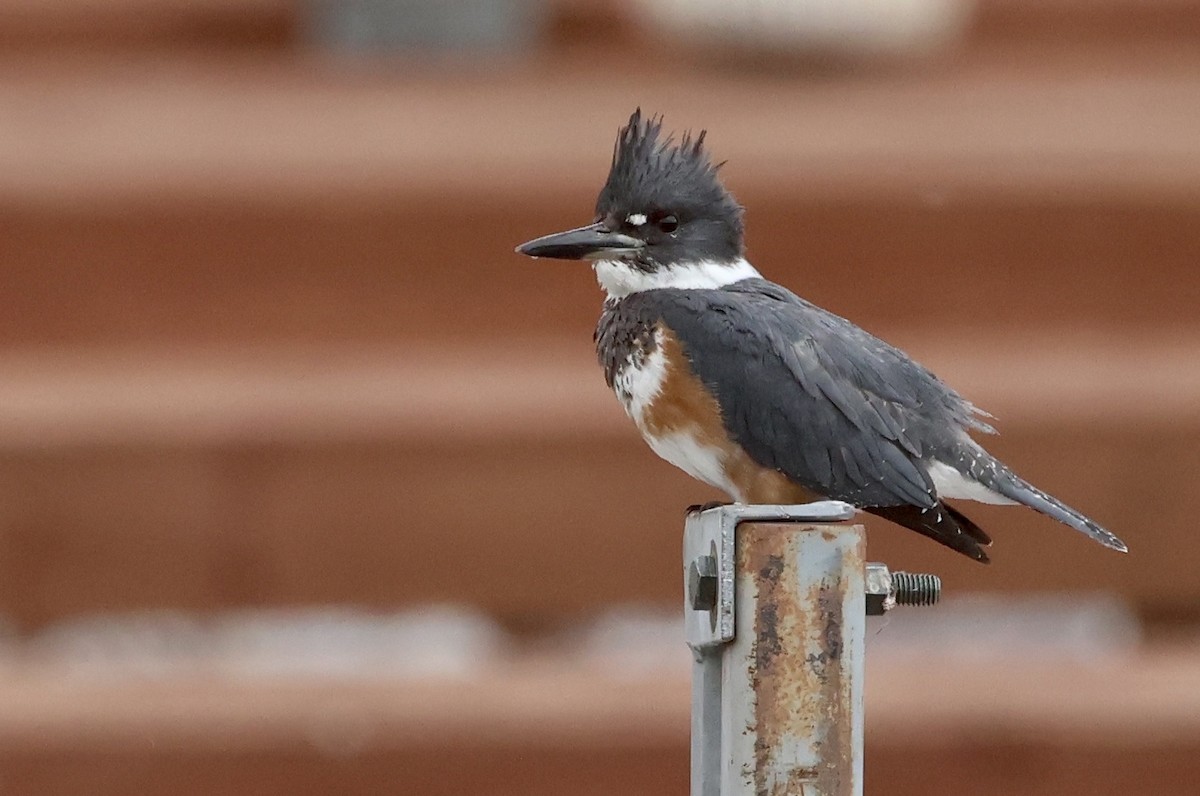 Belted Kingfisher - ML611280052